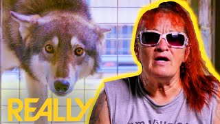 Aggressive Dog Risks Being Euthanised Unless Dog Rescuers Can Help Him | Pit Bulls & Parolees