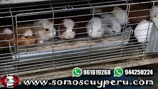 VENTA DE COMEDEROS LINEALES PARA CUYES Y AVES