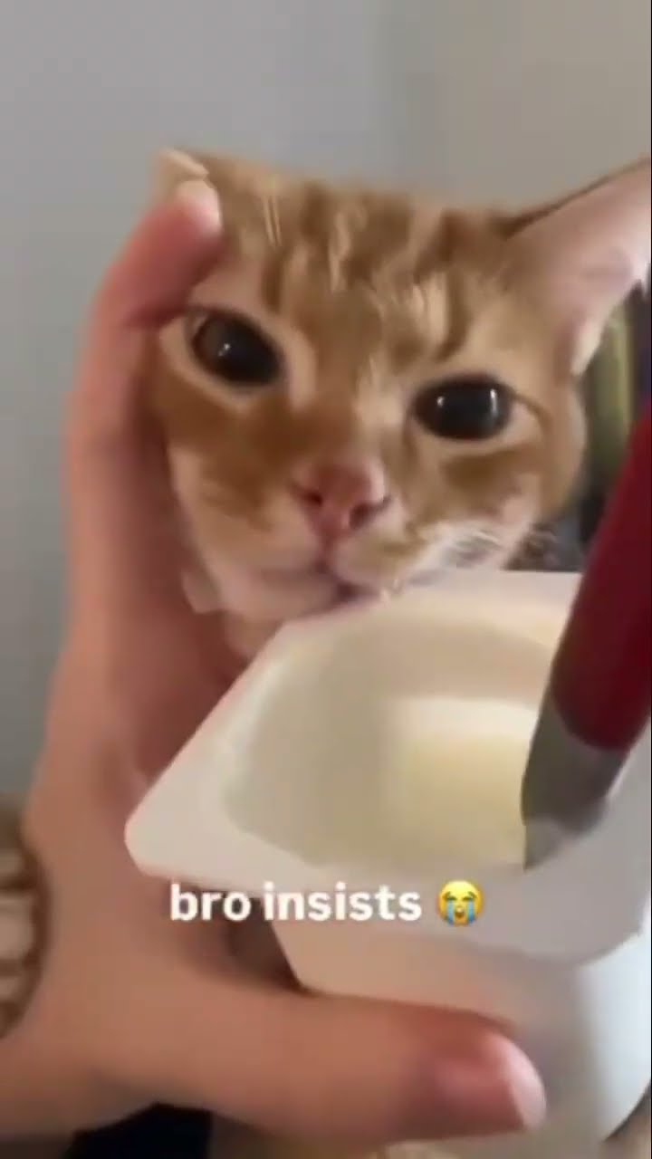 Kittyo like please just let me get one taste and play some prvnci music