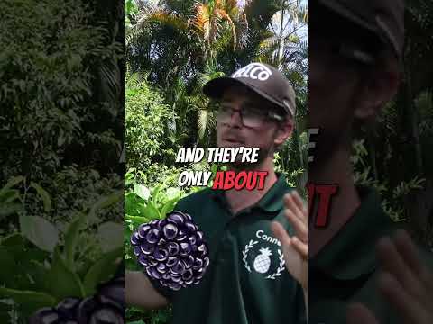 Year-Round Mulberries in South Florida