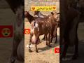 الماعز المحايلي ماعز حلوب درجه أولى Goat Shorts الماعز المحايلي ماعز حلوب درجه أولى Goat Shorts