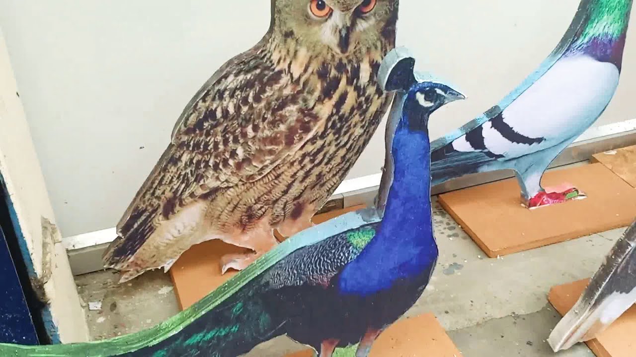 School Project - Types of Birds Model