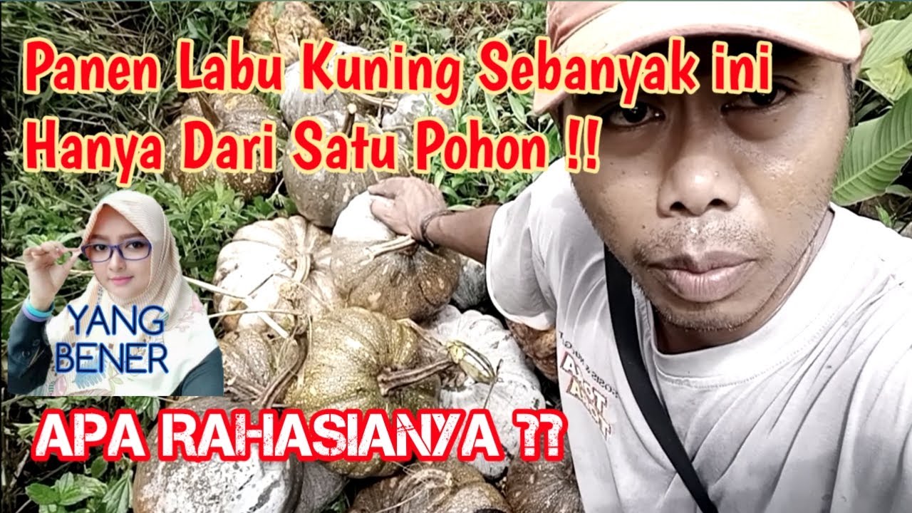 INI BARU LUAR BIASA !! Panen Labu Kuning Yang Berlimpah, By Khotib Pertanian, Pertanian Bebas Corona