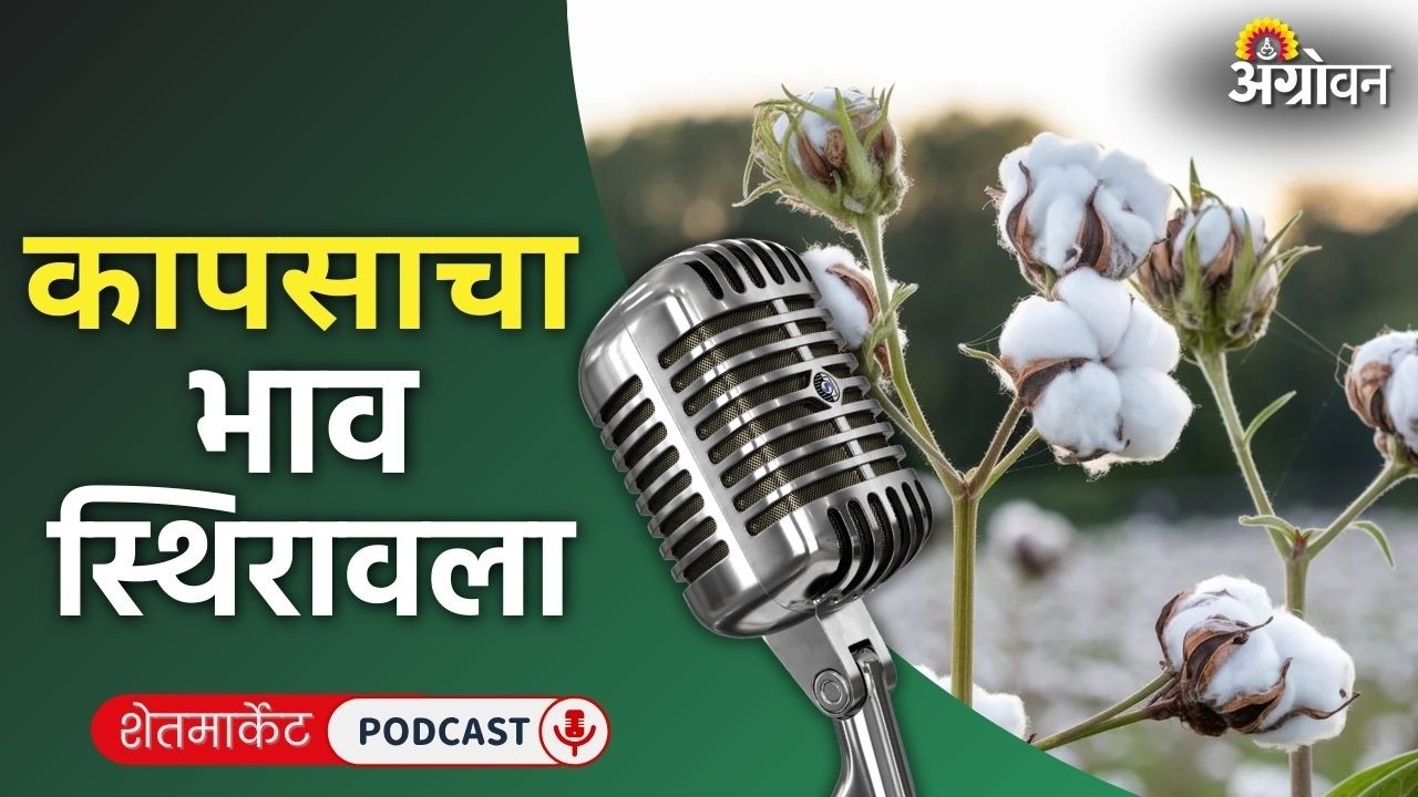 Cotton, Soybean Rate: सोयाबीन बाजार, मिरची दर, ज्वारी भाव, गवार रेट | Agrowon