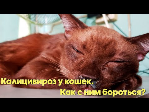 КАЛИЦИВИРОЗ У КОШЕК . Что Делать? Симптомы и методы лечения. Советы ветеринарного врача.