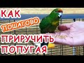 Как приручить попугая🦜 Приучение попугая к рукам