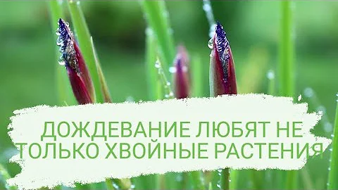 ДОЖДЕВАНИЕ ЛЮБЯТ НЕ ТОЛЬКО ХВОЙНЫЕ РАСТЕНИЯ 🌧