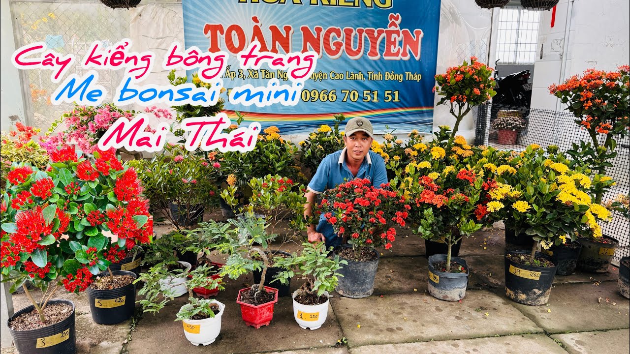 Cây kiểng,mai Thái,me bonsai mini, trang đột biến chào bán..26/02😘📲 0966.705.151.Toàn-Nguyễn 