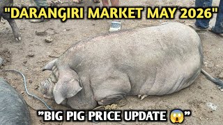 May 2026 Darangiri Pig Market Rate Update | Big Pig Business Assamese | Ukil Boro Lifestyle Tips