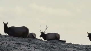 VIDEO: Herd of Roosevelt Elk spotted roaming along Cannon Beach