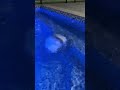 How pool robot cleaner climb the wall #cteahome #landscape #swimmingpool #pool #backyard #robot