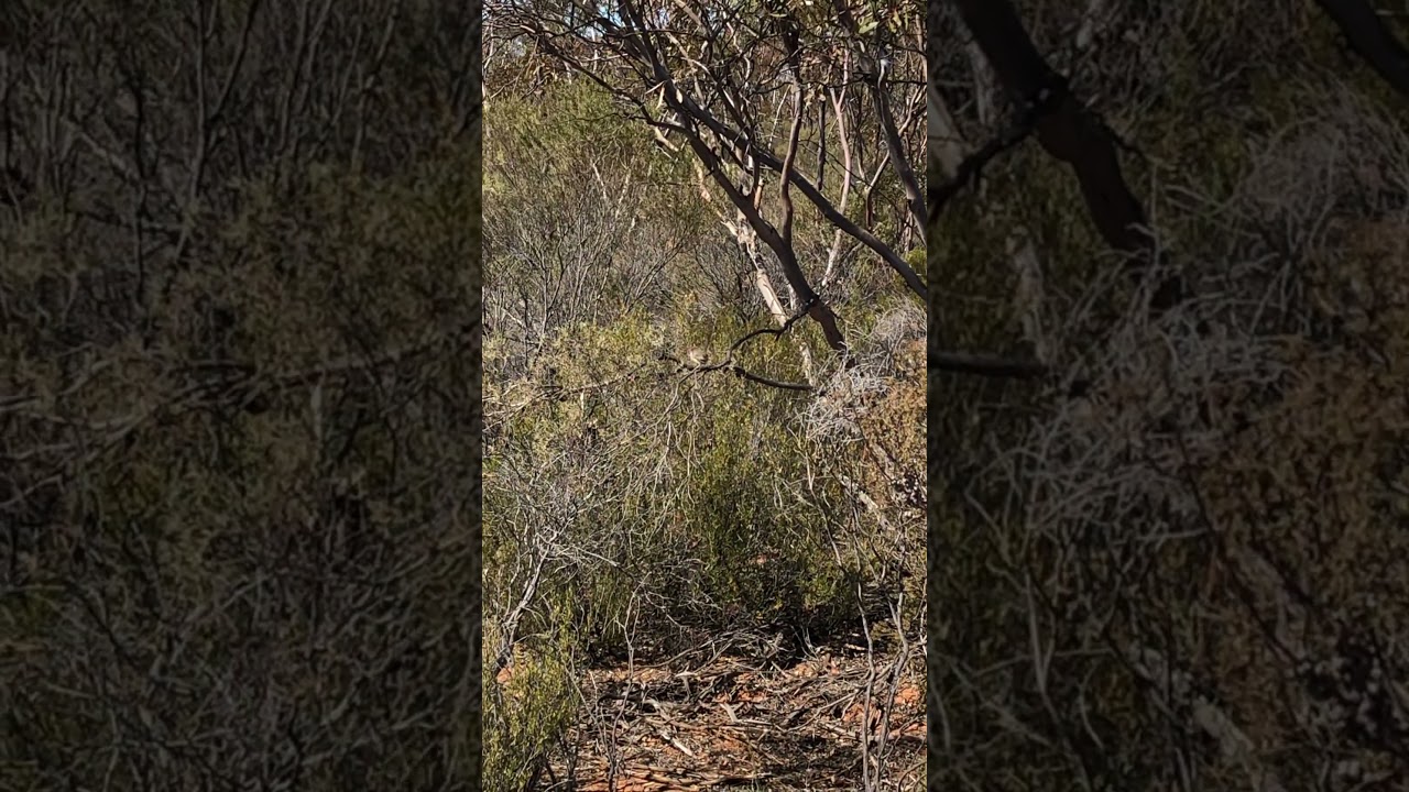 Mallee Emu-Wren calling