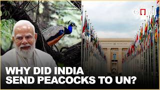 Why Did India Send 5 Peacocks To The Un After 45 Years? Heres The Fascinating Reason