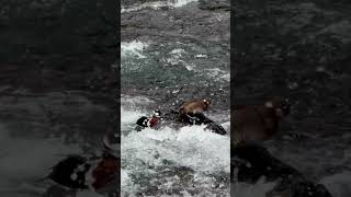 A Rare Yellowstone Wildlife Moment