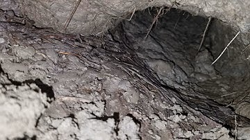 Hết Nói Cái Dấu Con Rắn Loại Đại Nó Bự | Mười Thương SB_ Tập 140