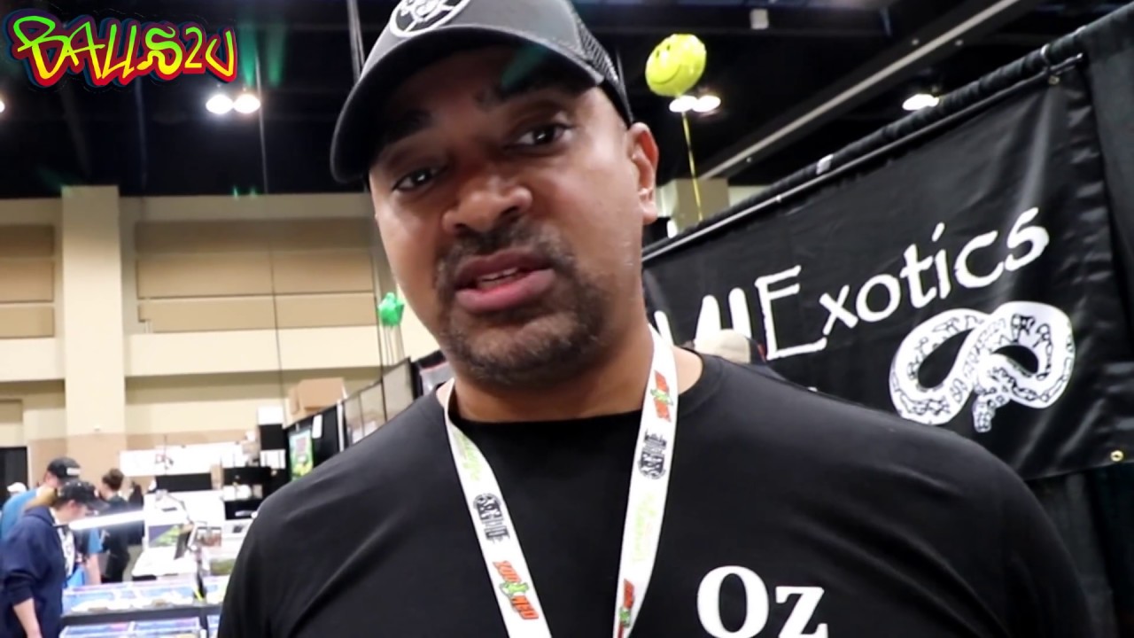 ball python setup snake discovery Meet the Legend.........Ozzy of Ozzyboids