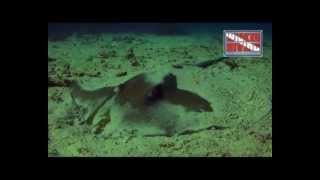 Similan Islands Diving   Jenkins Ray
