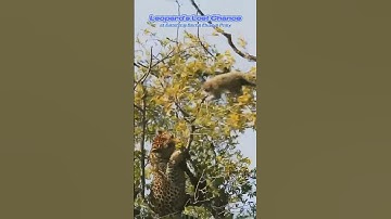🐆Leopard fails to hunt a Monkey🐒 #youtube #leopard #monkey #ytshorts #shorts