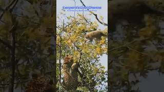 Leopard Fails To Hunt A Monkey