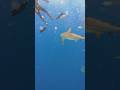Shark Encounters #shark #divng #bullshark #ocean #wildlife