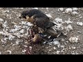 Jerfalcon - Smokin’ Ducks (hunting peregrine falcons)