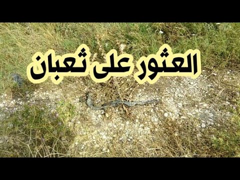 العثور على ثعبان كبير ميت على جنبات الطريق