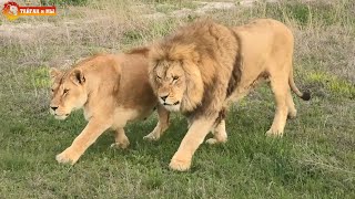 Звали ДИКИХ ЛЬВОВ, а пришли КИСЮНИ. Тайган. Lions life in Taigan.