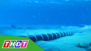 4/5 tuyến cáp quang biển quốc tế gặp sự cố | THDT