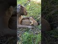 Pit bull vs gopher 