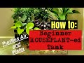 🪴🐟🪴‼️How to Build a Beginner Houseplant-ed Fish Tank (RIPARIUM)🪴🐟🪴‼️