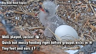 Big BearQuick But Messy Feeding Right Before Graupel Kicks In❄Tiny Feet & Ears20220305