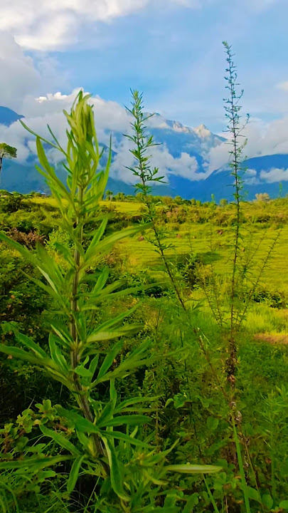 'Majestic Mountain Views with Lush Green Trees | Nature Scenery'