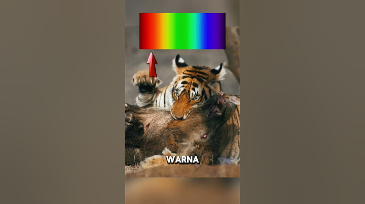 Kenapa Harimau Sulit Terlihat Oleh Mangsa #harimau #faktaunik #faktamenarik