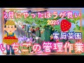 失敗しない♪イチゴ/2月の管理作業/家庭菜園/プランター栽培/2025年