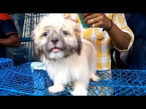 puppy paradise So Cute Lhasa Apso Puppy For Sale At Galiff Street