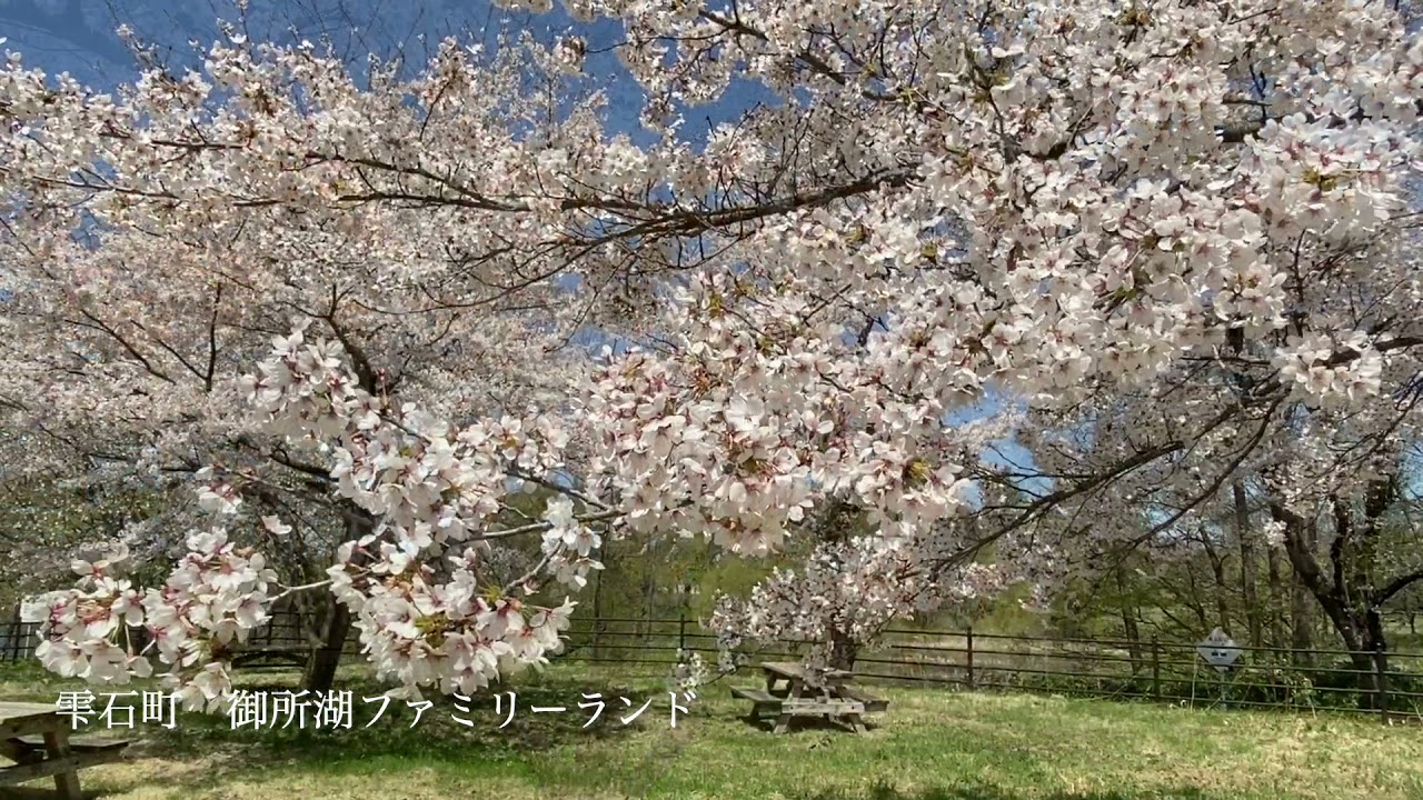 高画質 ただ 桜を眺めてみた 今年 桜を楽しめなかった皆様へ Youtube