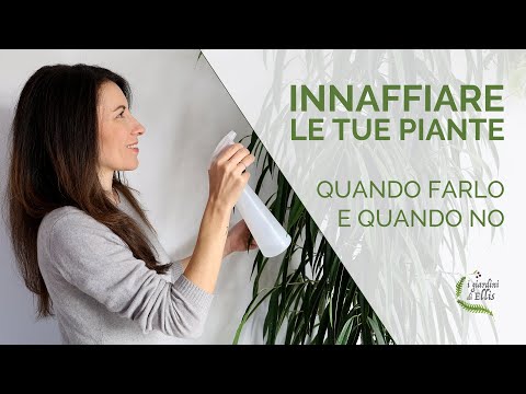 Video: Quante Volte Hai Bisogno Di Annaffiare Il Fiore 