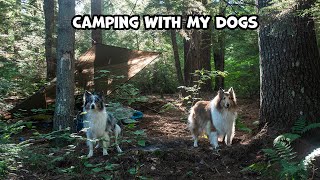 Overnight Camping With My Dogs  Late Start Enabled