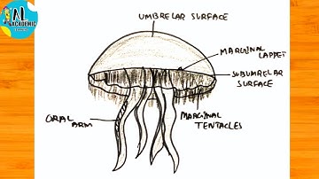 How to draw Jellyfish Aurelia Diagram | Classification of Animals, Phylum Cnidaria|Jellyfish Diagram