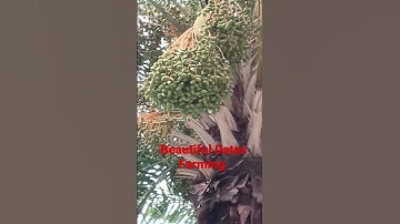 DATES FARMING #dates #datesfruit #full #farming #fruits #nature #uchlife #amazing