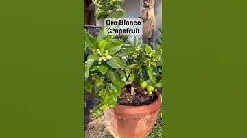 Potted Oro Blanco Grapefruit Flower Buds #citrus #potted-citrus #oroblanco #grapefruits
