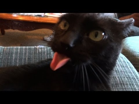black-cat-keeps-sticking-out-tongue