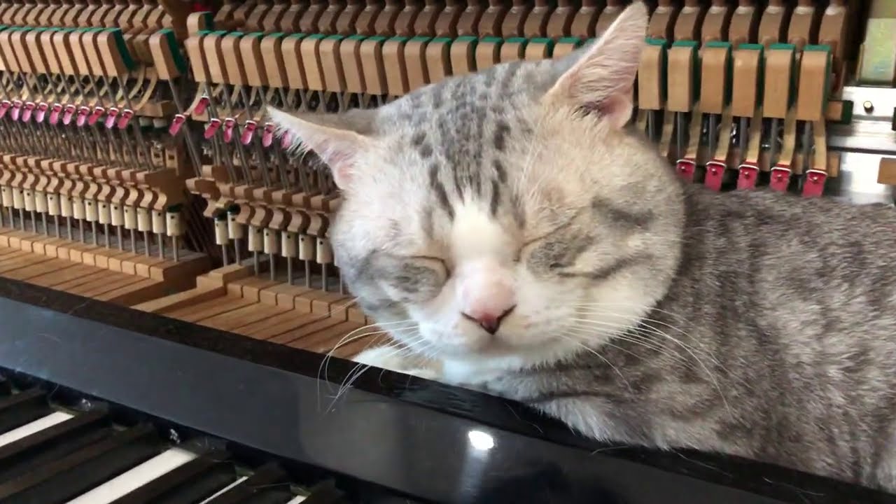 Calming Music for Cats with Anxiety - YouTube - Calming Music For Cats With Noise Anxiety And Fears