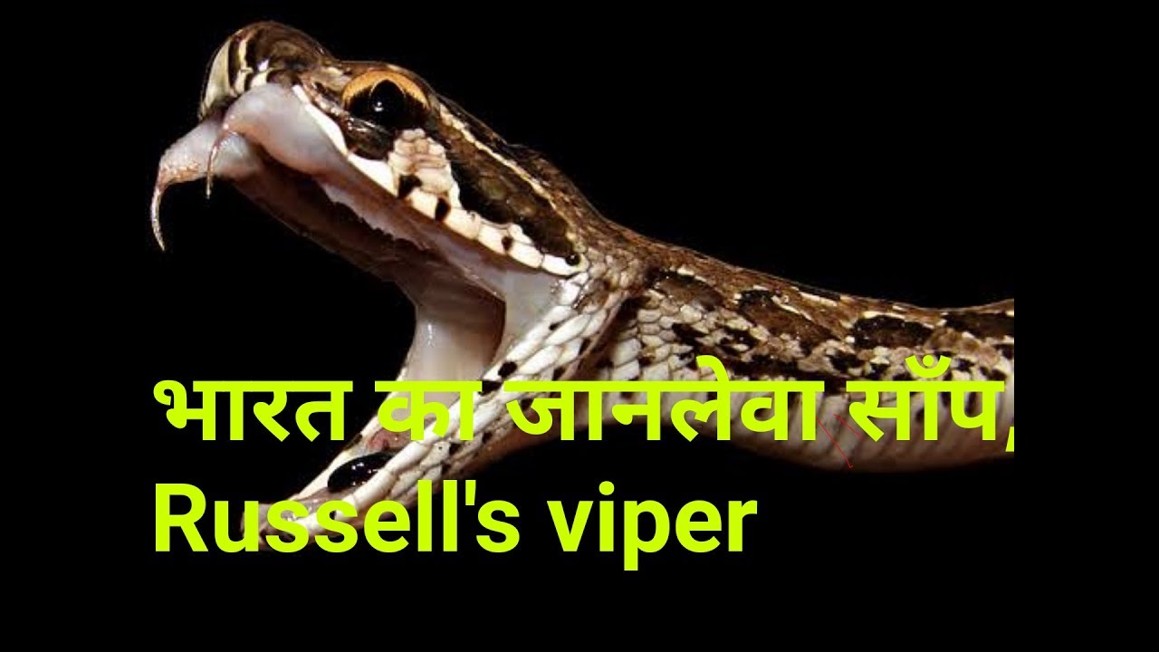 snake rescue team Russell's viper, जिसके फुकने से हो जाती है शरीर में सड़न