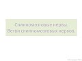 Периферическая нервная система. Спинномозговые нервы. Ветви спинномозговых нервов.