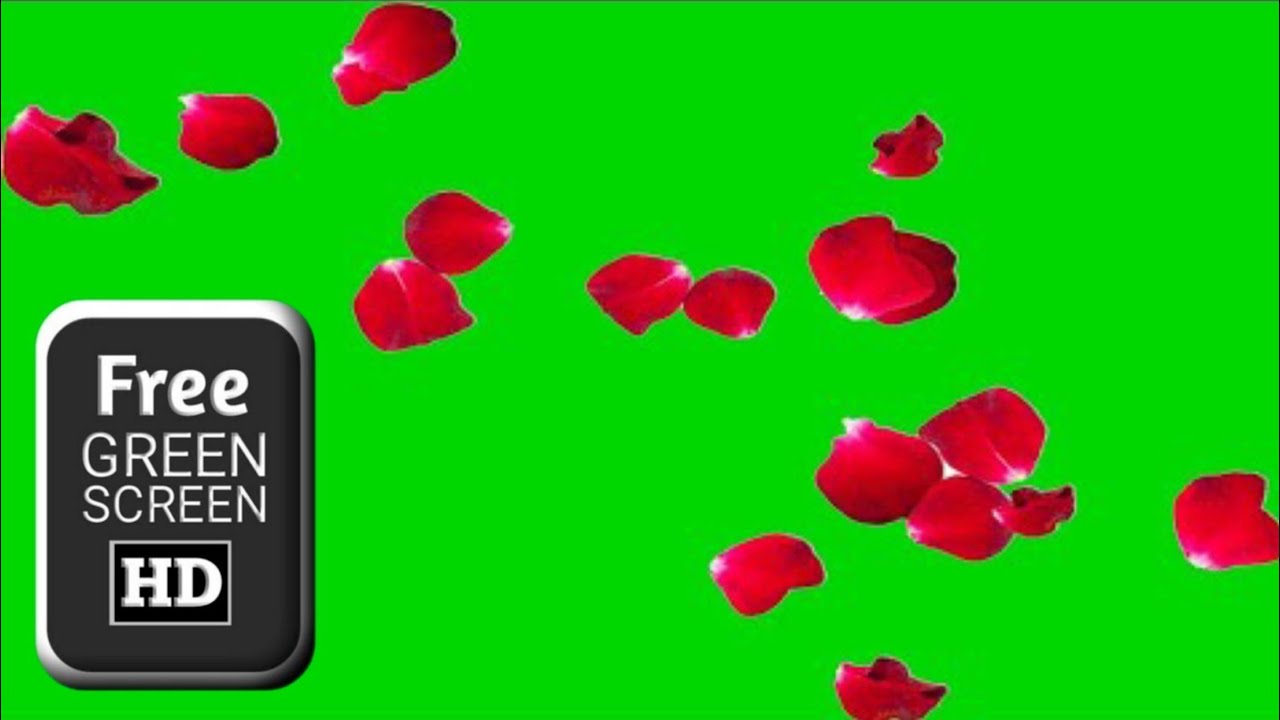 # Beautiful Rose Falling # Green Screen Animation HD Effects। # Without ...