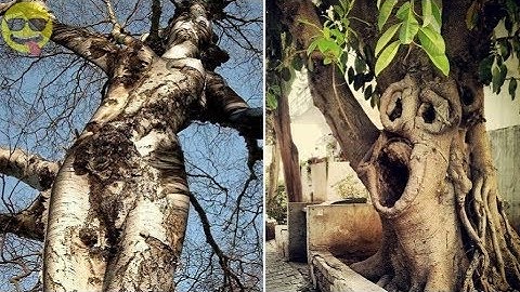 Strangely Shaped Trees From Around The World