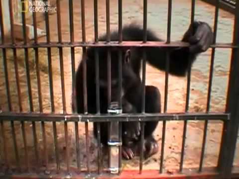 chimpanzee problem solving