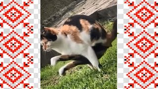 The cat is like a real gymnast  🐶 Curious antics of animals  🐈 ❤️ #177 by Animal jokes and music. 41 views 3 weeks ago 4 minutes, 48 seconds