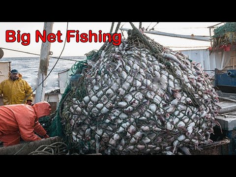 Unbelievable Big Net Fishing Caught in The Sea - Amazing Giant Fishing Net  on The Big Boat 